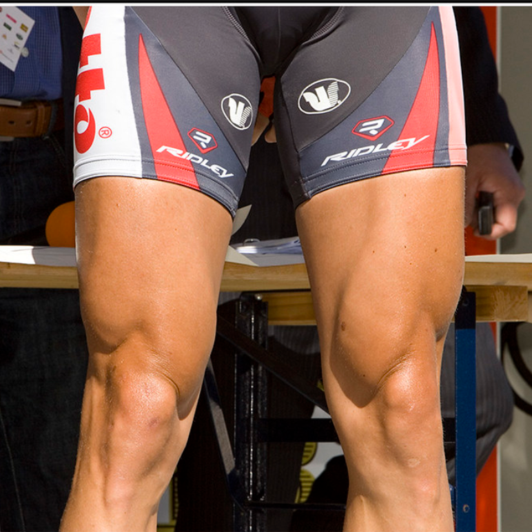 muscle des quadriceps