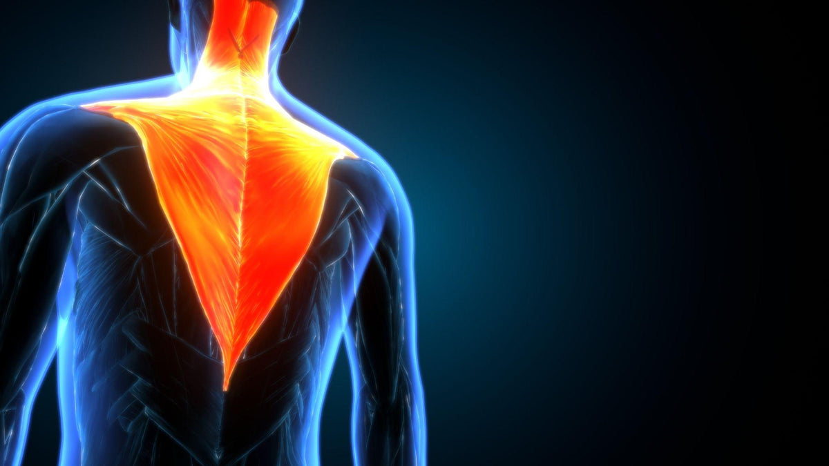 Anatomie des muscles trapèzes, situés en haut du dos entre la nuque et les épaules