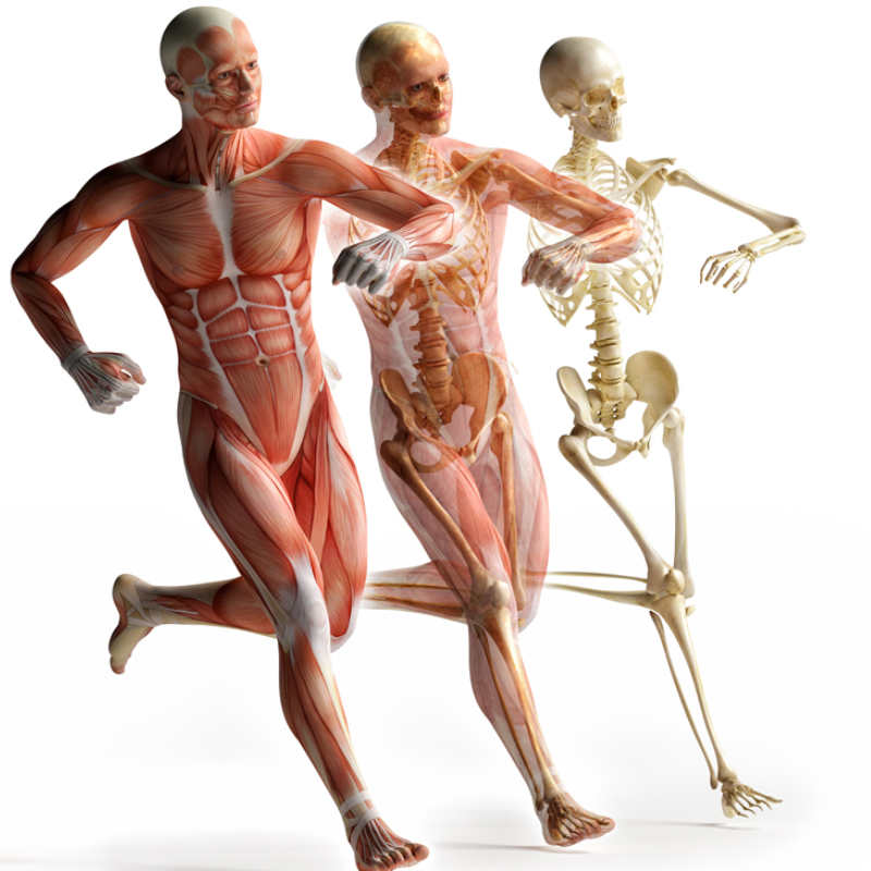 Catabolisme musculaire musculation 