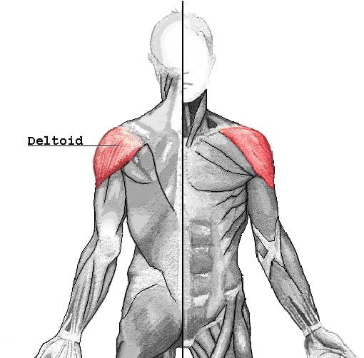 Deltoïdes : musculation et anatomie de l'épaule