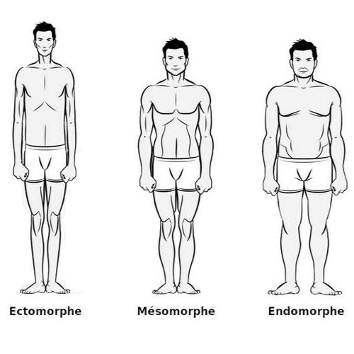 Les ectomorphes un morphotype compliqué pour le développement musculaire ?