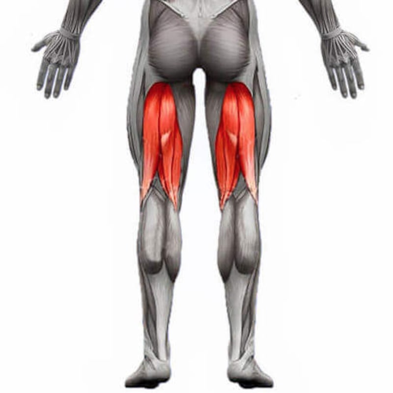 anatomie du muscle ischio jambier